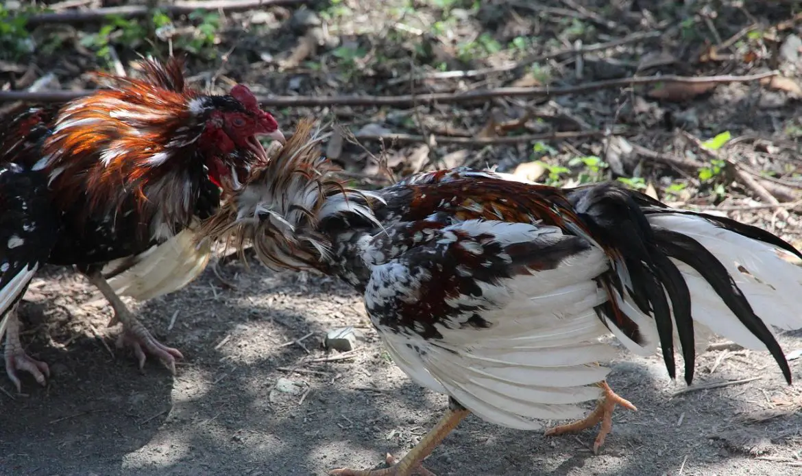 fight, poultry, birds, animals, shadow, struggle, cockfighting, feathered race, aggression, not man