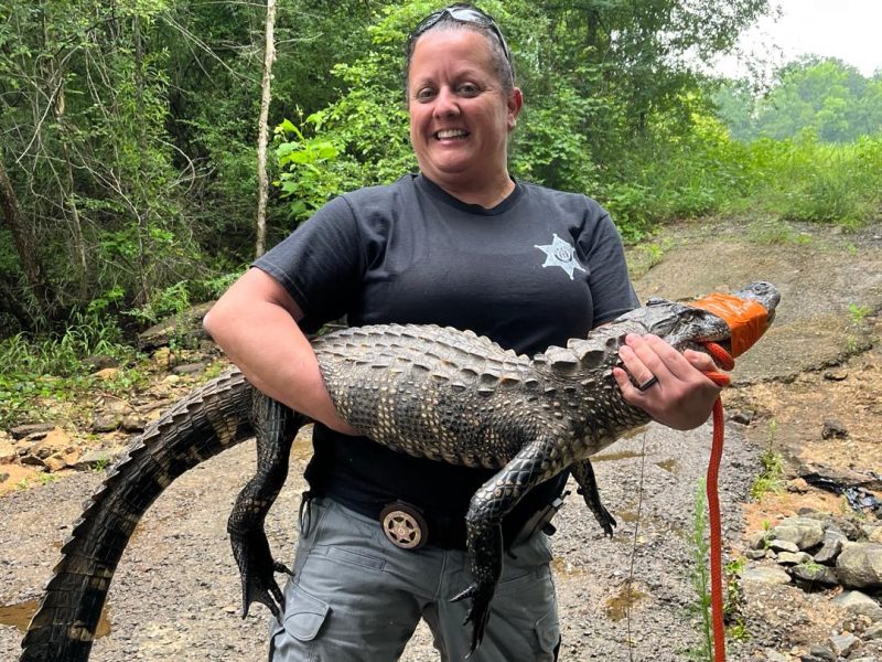 🐊 What We Know: Animal Enforcement Officer Rebecca Galeazzo removed a nearly six-foot alligator from a yard on Killarney Circle near Georgia Highway 247 on Friday. The young gator, which Galeazzo playfully nicknamed "Nile the Crocodile" (despite it being very much an alligator), had suffered minor injuries before making its suburban debut. But the reptilian invasion didn't stop there.