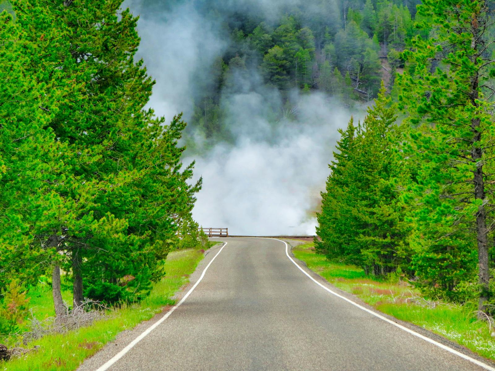 A tranquil road surrounded by lush trees and fog in Yellowstone National Park.