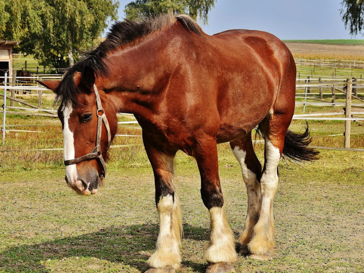 Close-up of a Clydesdale horse standing in a sunny rural pasture with a harness.