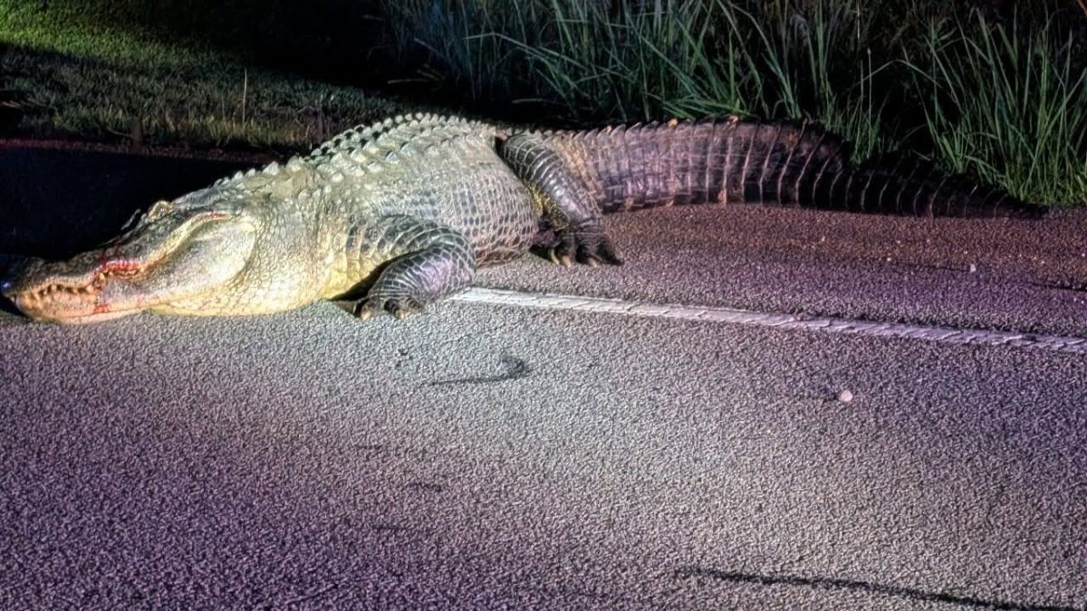 He was the most unexpected neighbor in Peachtree City—an alligator living peacefully among golf carts and greenways.
