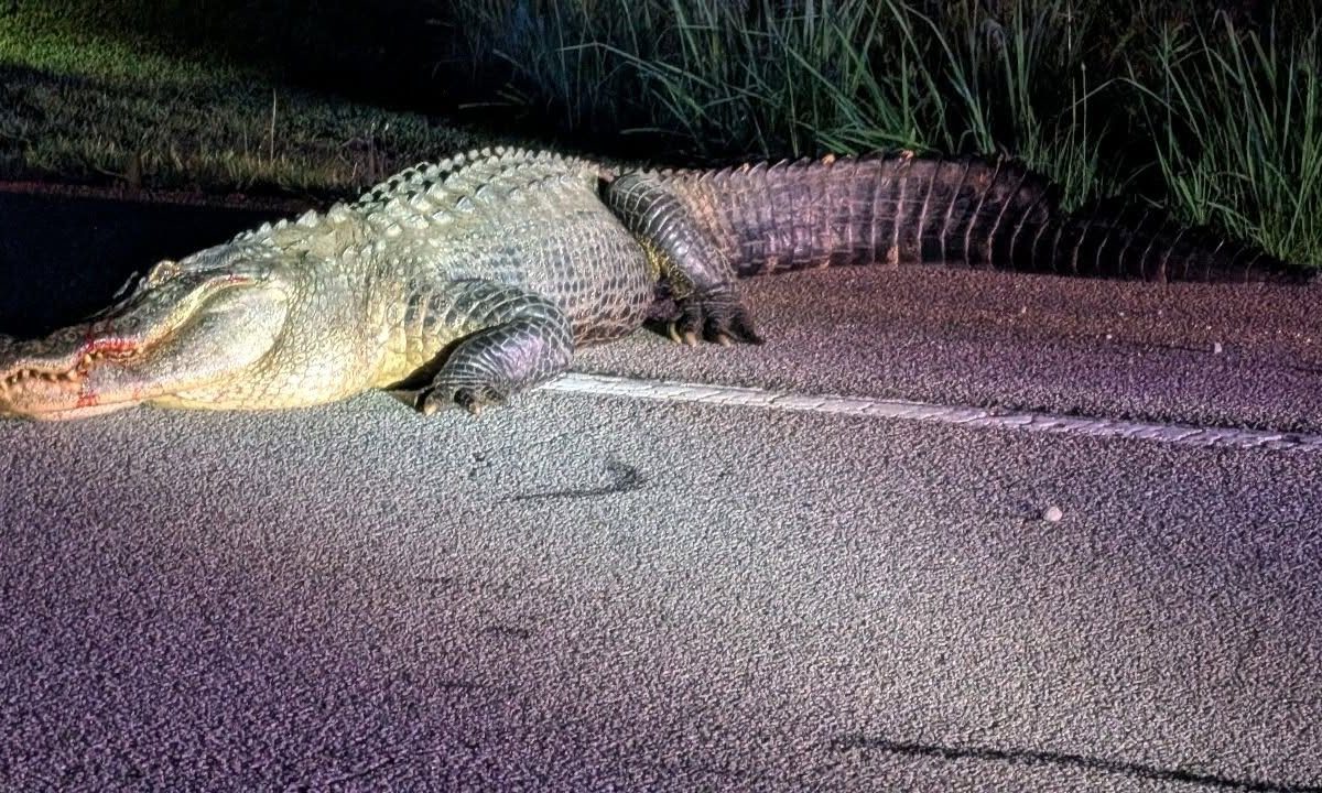 He was the most unexpected neighbor in Peachtree City—an alligator living peacefully among golf carts and greenways.
