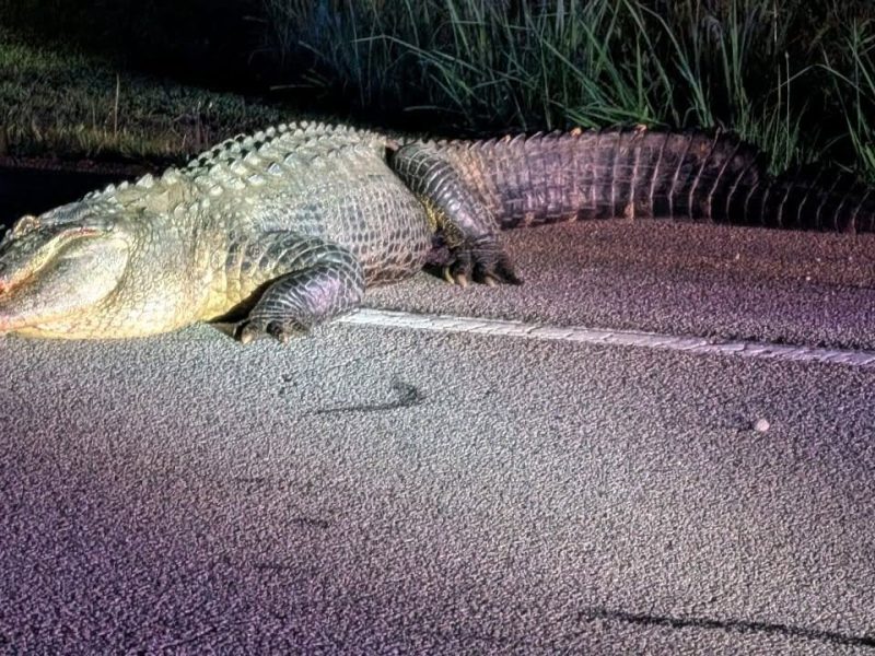 He was the most unexpected neighbor in Peachtree City—an alligator living peacefully among golf carts and greenways.