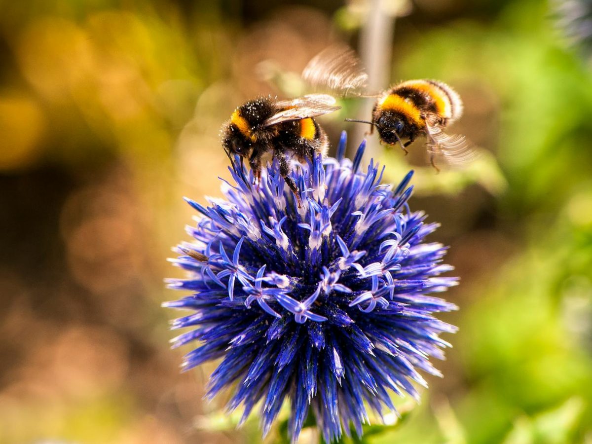 Close-up of bumblebees pollinating a vibrant blue thistle flower, capturing nature's beauty.