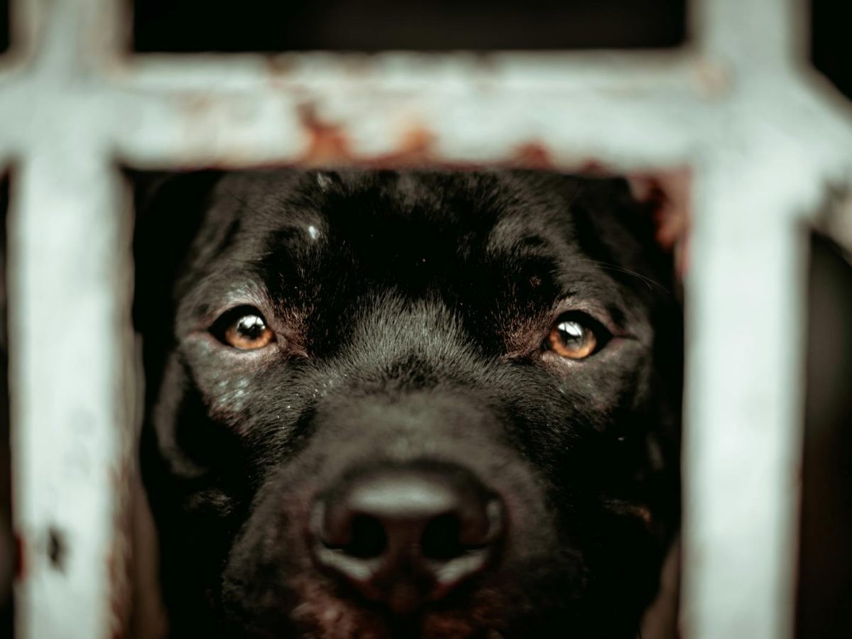 A close-up of a black dog's face peering through metal bars, capturing its expressive eyes.