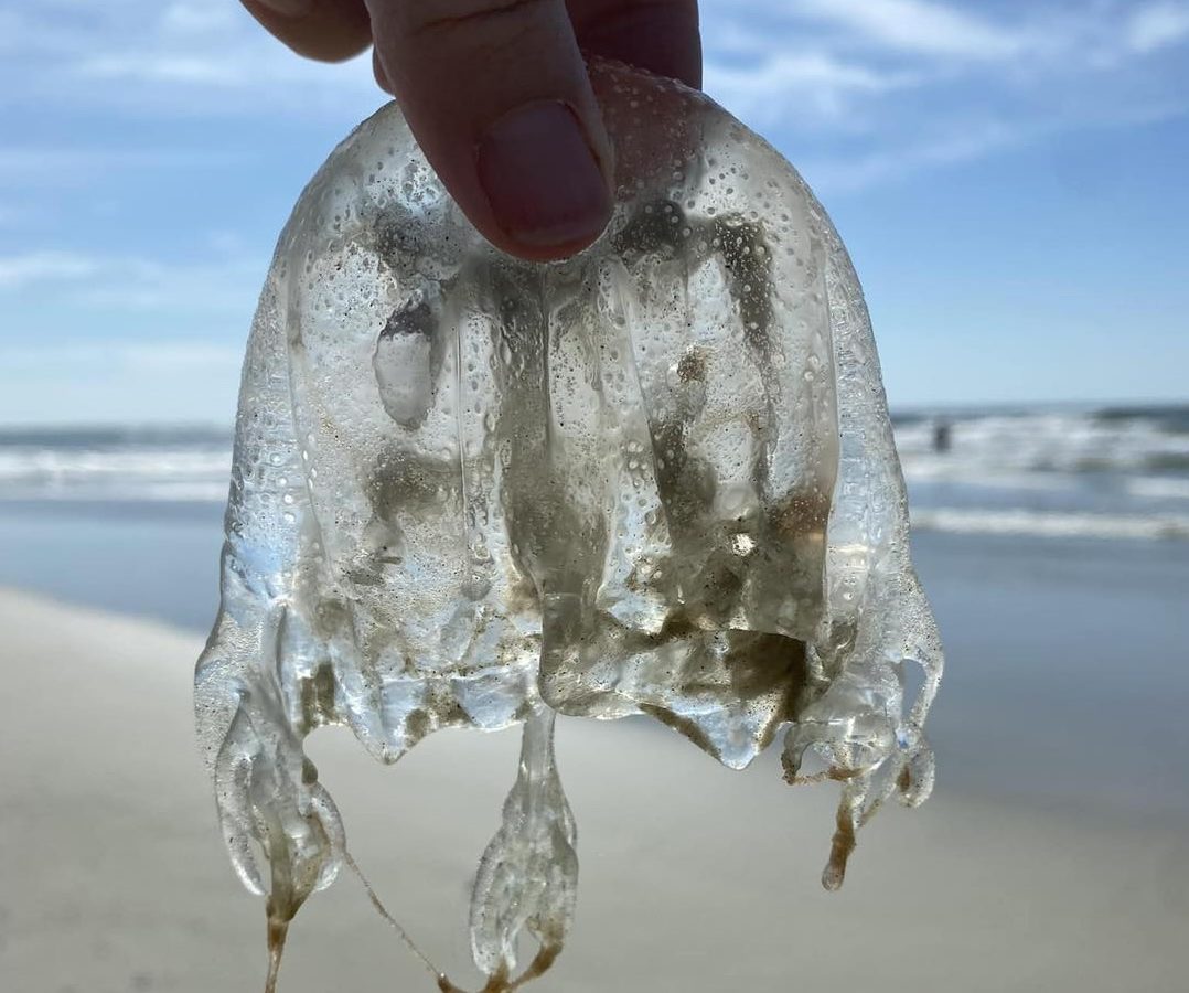 Summer just got a bit more spicy for Tybee beachgoers as an unwelcome guest crashes the party. Jellyfish have arrived in force along Tybee Island shores, bringing their special brand of vacation-ruining stings with them.