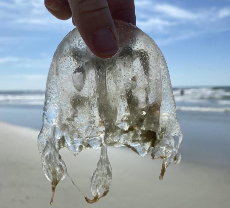 Summer just got a bit more spicy for Tybee beachgoers as an unwelcome guest crashes the party. Jellyfish have arrived in force along Tybee Island shores, bringing their special brand of vacation-ruining stings with them.