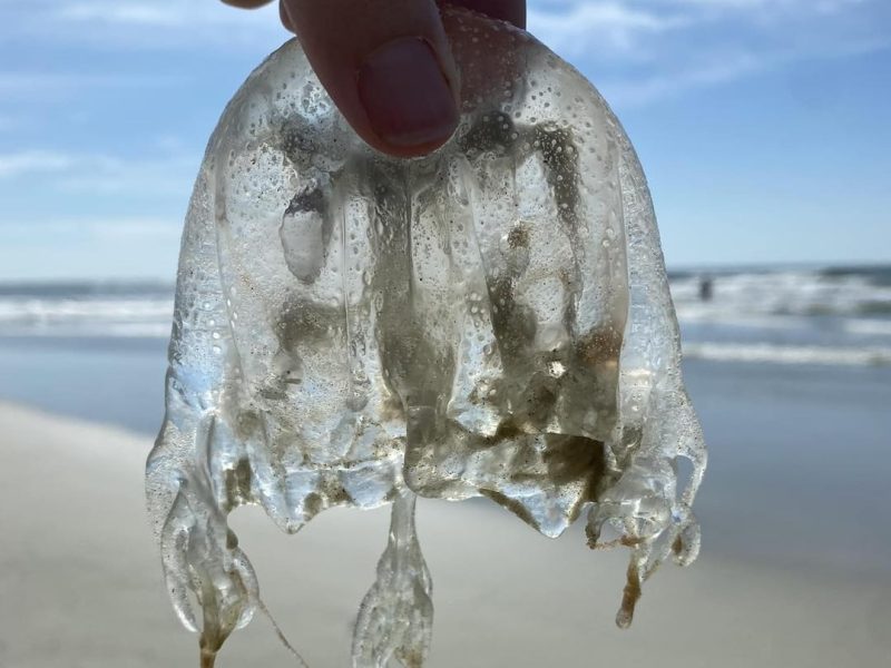 Summer just got a bit more spicy for Tybee beachgoers as an unwelcome guest crashes the party. Jellyfish have arrived in force along Tybee Island shores, bringing their special brand of vacation-ruining stings with them.