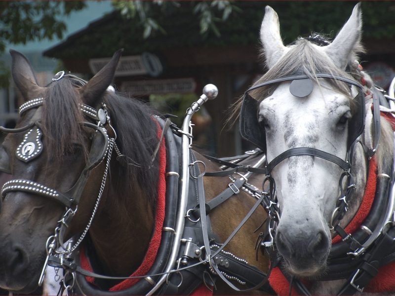 Savannah tourists could see fewer horse-drawn carriage tours this summer under new heat protection rules city leaders are considering today.