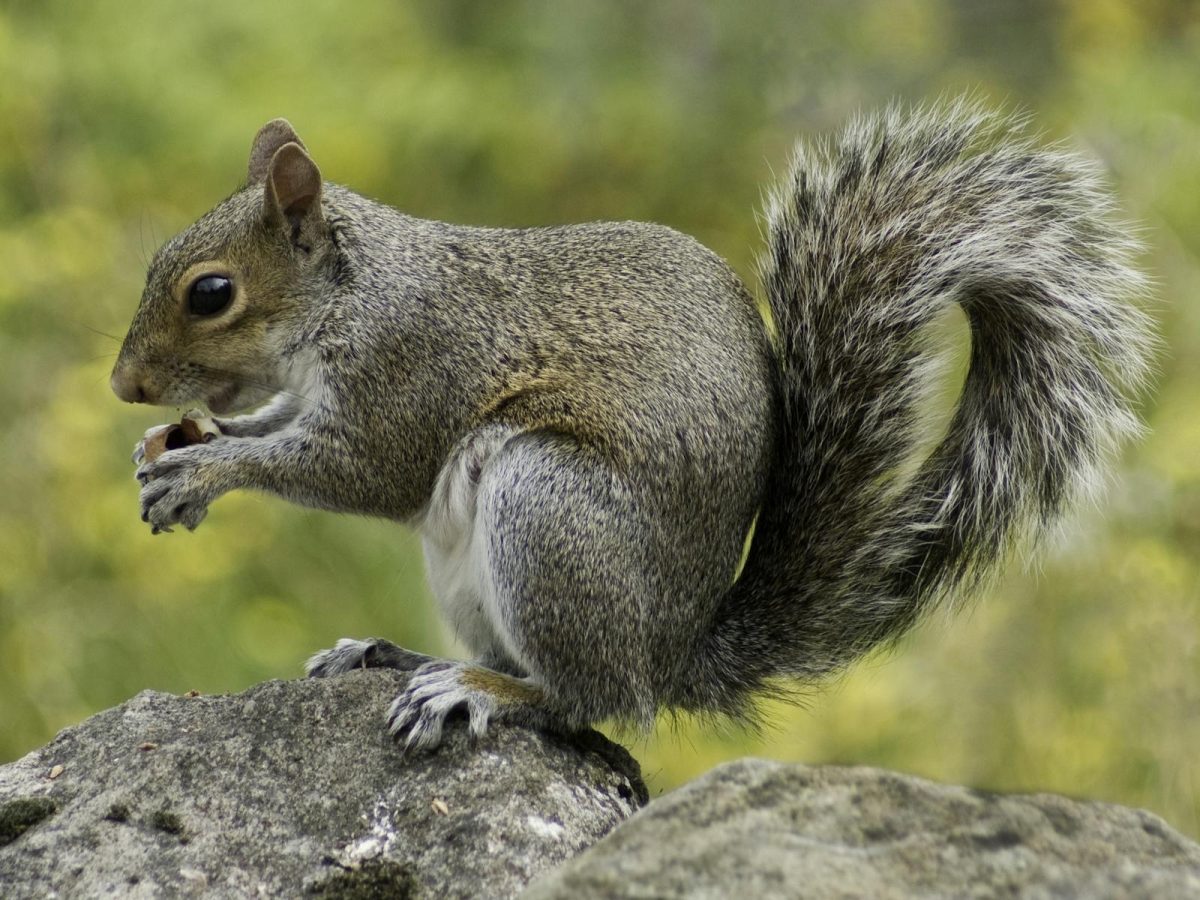 Gray squirrel perched on a rock enjoying a nut. Captured in a natural outdoor setting.