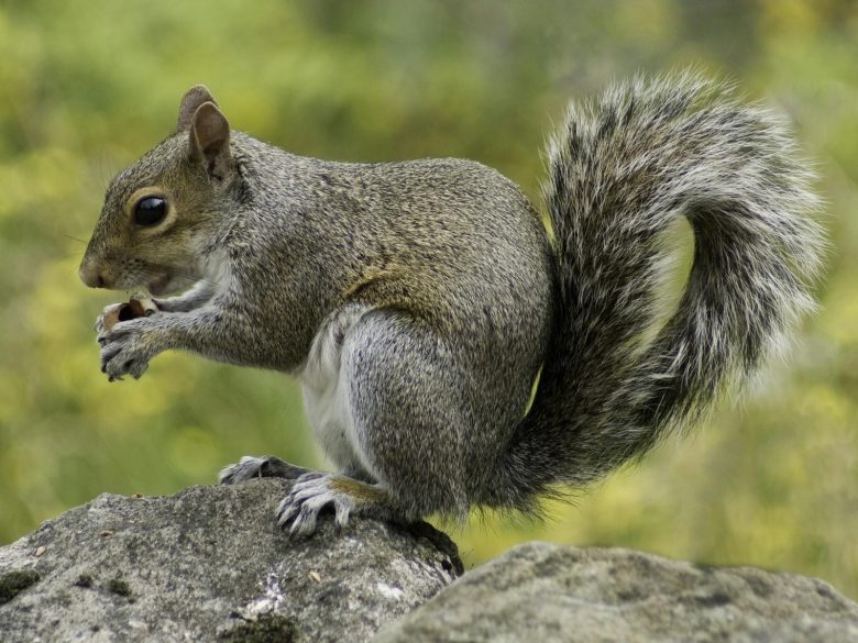 Gray squirrel perched on a rock enjoying a nut. Captured in a natural outdoor setting.