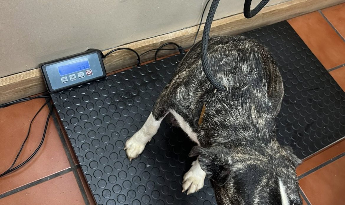 A complaint about a house in Butts County ended with 17 dogs being pulled from filthy conditions and one arrest, according to Butts County Animal Control. Now the county is asking neighbors to step in with fosters, food and time.