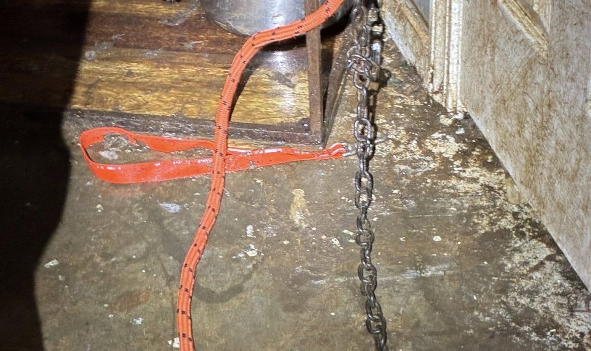 A complaint about a house in Butts County ended with 17 dogs being pulled from filthy conditions and one arrest, according to Butts County Animal Control. Now the county is asking neighbors to step in with fosters, food and time.