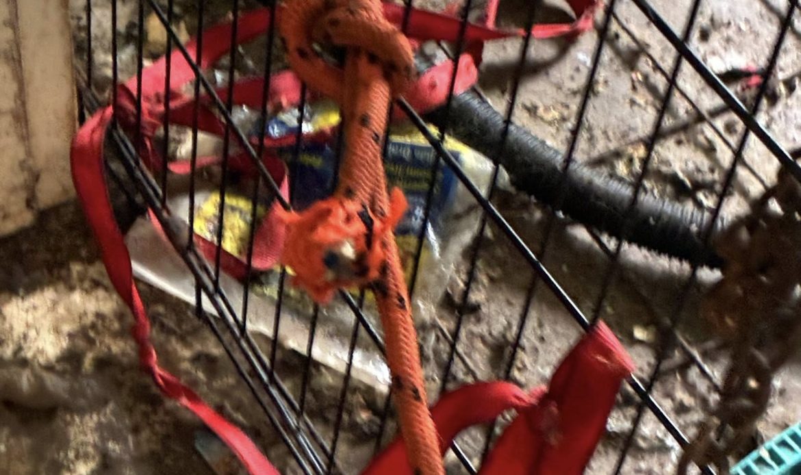 A complaint about a house in Butts County ended with 17 dogs being pulled from filthy conditions and one arrest, according to Butts County Animal Control. Now the county is asking neighbors to step in with fosters, food and time.