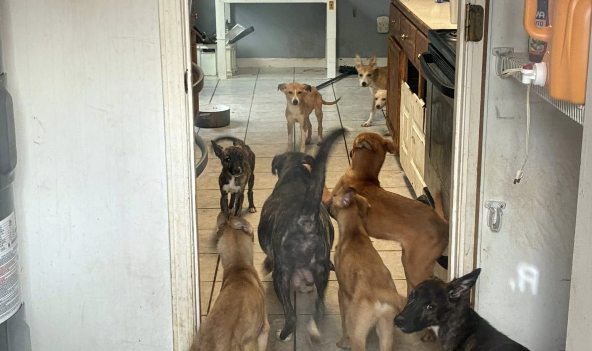 A complaint about a house in Butts County ended with 17 dogs being pulled from filthy conditions and one arrest, according to Butts County Animal Control. Now the county is asking neighbors to step in with fosters, food and time.