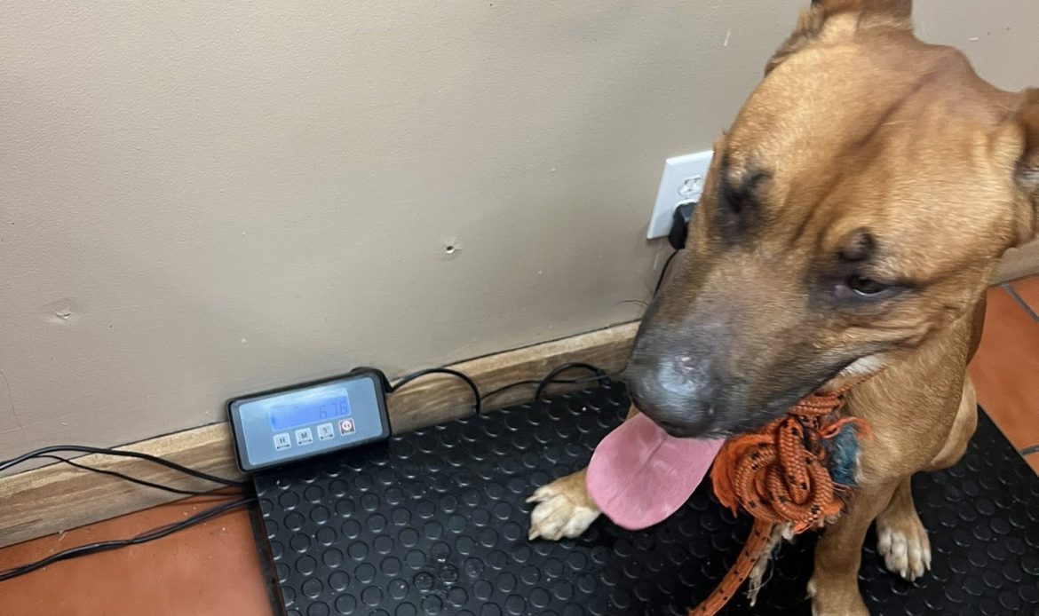 A complaint about a house in Butts County ended with 17 dogs being pulled from filthy conditions and one arrest, according to Butts County Animal Control. Now the county is asking neighbors to step in with fosters, food and time.