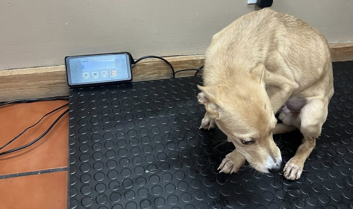 A complaint about a house in Butts County ended with 17 dogs being pulled from filthy conditions and one arrest, according to Butts County Animal Control. Now the county is asking neighbors to step in with fosters, food and time.