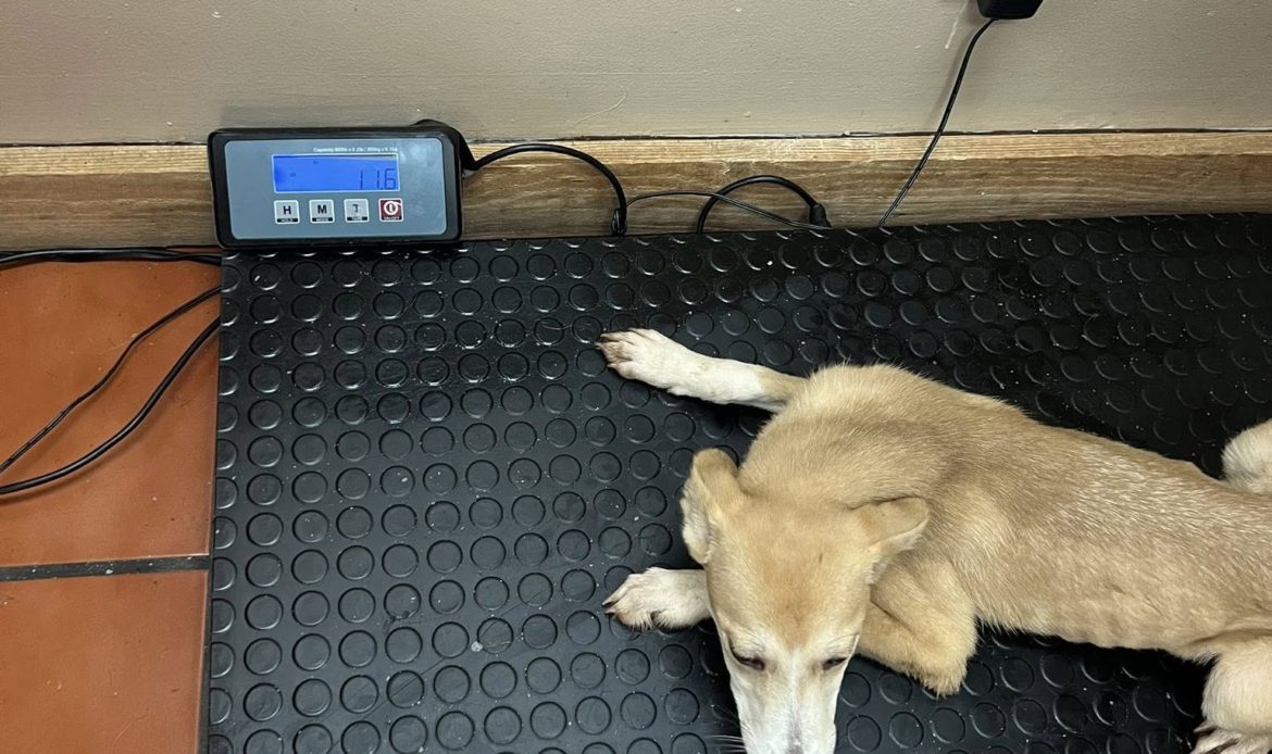 A complaint about a house in Butts County ended with 17 dogs being pulled from filthy conditions and one arrest, according to Butts County Animal Control. Now the county is asking neighbors to step in with fosters, food and time.