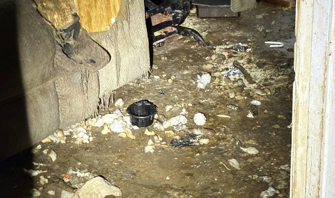 A complaint about a house in Butts County ended with 17 dogs being pulled from filthy conditions and one arrest, according to Butts County Animal Control. Now the county is asking neighbors to step in with fosters, food and time.