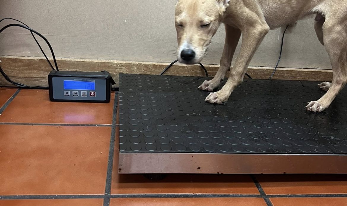 A complaint about a house in Butts County ended with 17 dogs being pulled from filthy conditions and one arrest, according to Butts County Animal Control. Now the county is asking neighbors to step in with fosters, food and time.