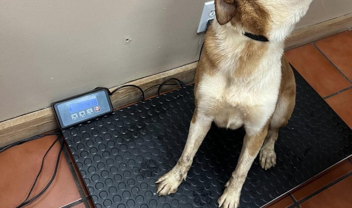 A complaint about a house in Butts County ended with 17 dogs being pulled from filthy conditions and one arrest, according to Butts County Animal Control. Now the county is asking neighbors to step in with fosters, food and time.
