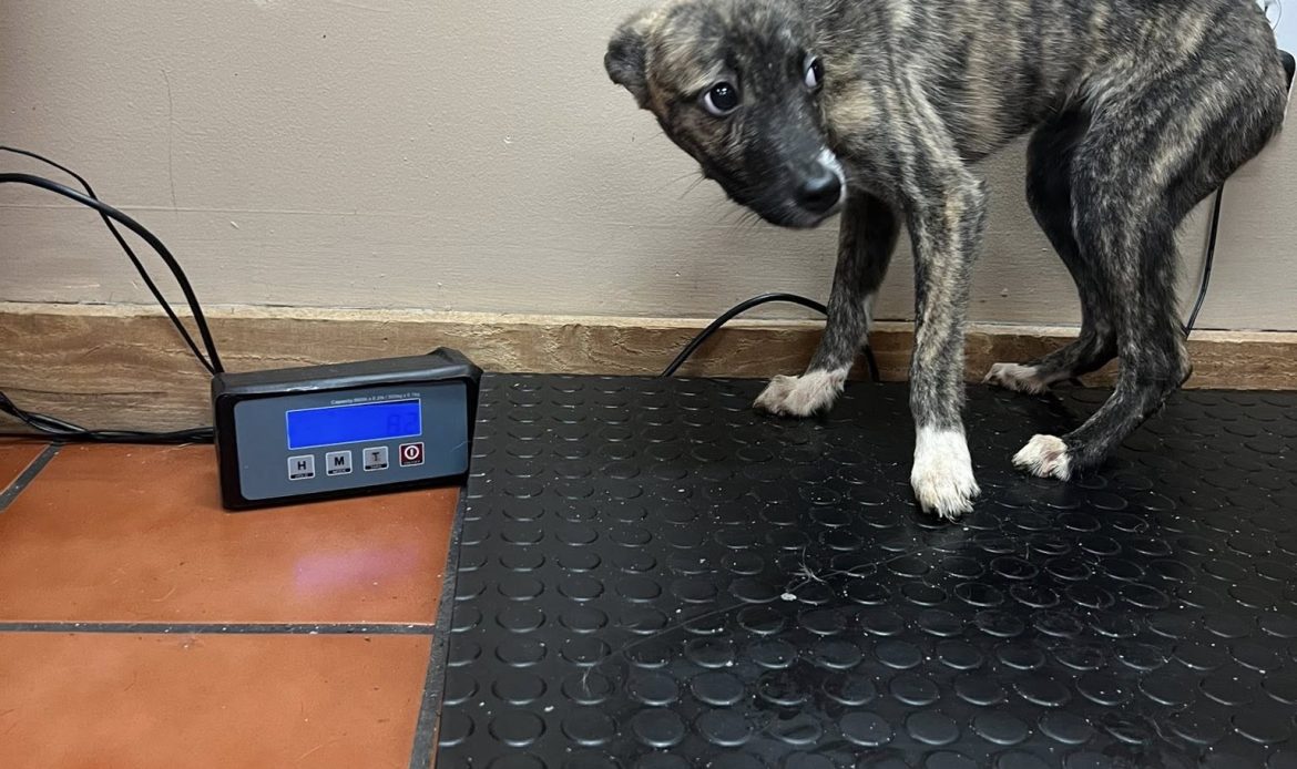 A complaint about a house in Butts County ended with 17 dogs being pulled from filthy conditions and one arrest, according to Butts County Animal Control. Now the county is asking neighbors to step in with fosters, food and time.