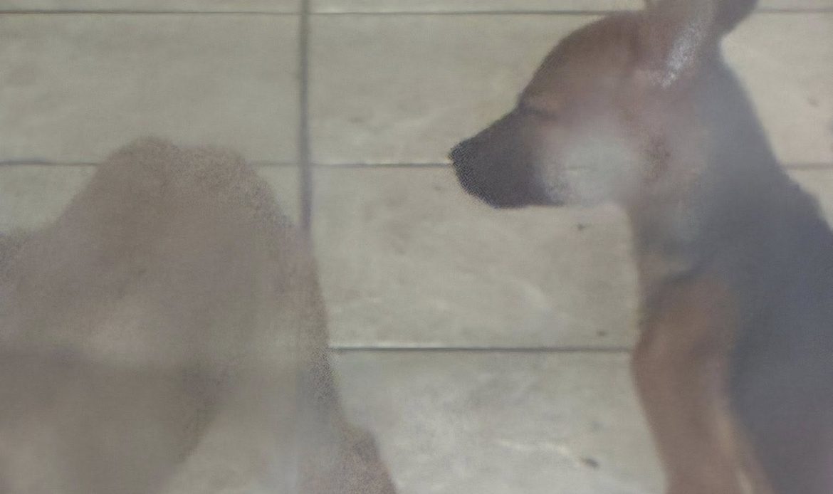 A complaint about a house in Butts County ended with 17 dogs being pulled from filthy conditions and one arrest, according to Butts County Animal Control. Now the county is asking neighbors to step in with fosters, food and time.