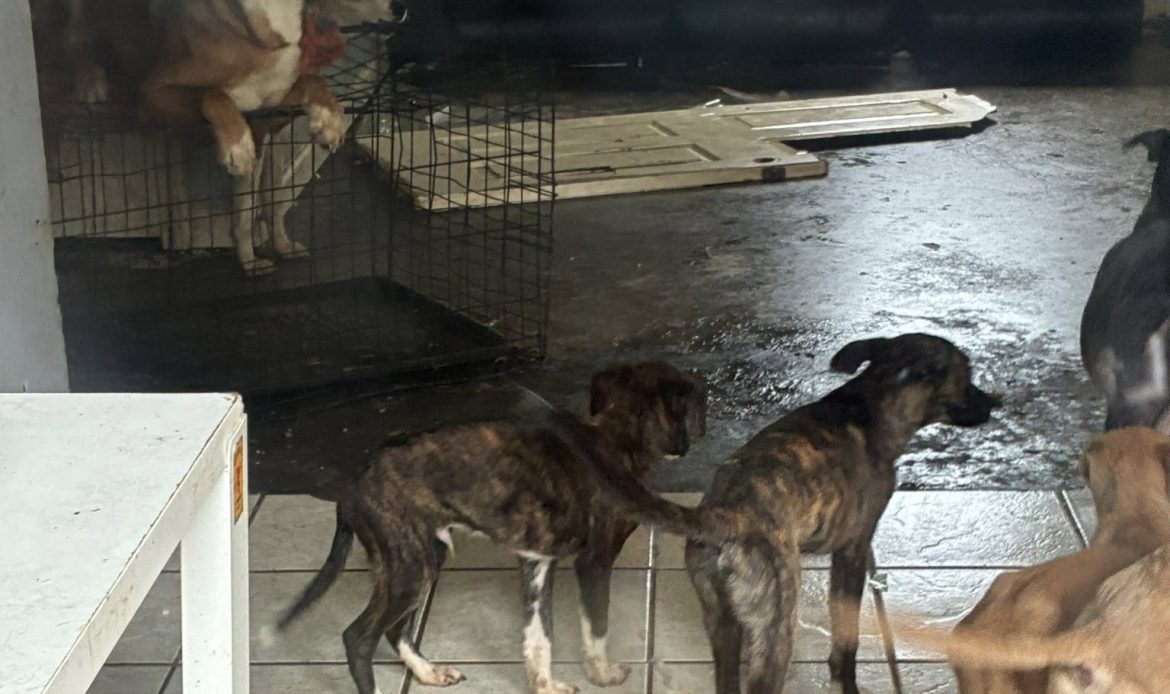 A complaint about a house in Butts County ended with 17 dogs being pulled from filthy conditions and one arrest, according to Butts County Animal Control. Now the county is asking neighbors to step in with fosters, food and time.