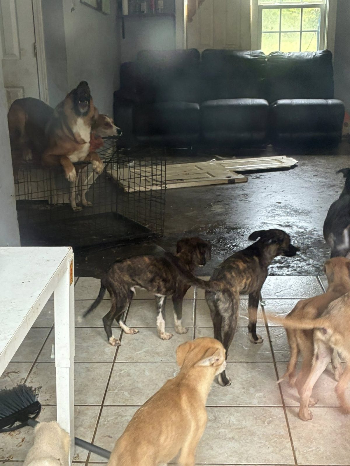 A complaint about a house in Butts County ended with 17 dogs being pulled from filthy conditions and one arrest, according to Butts County Animal Control. Now the county is asking neighbors to step in with fosters, food and time.