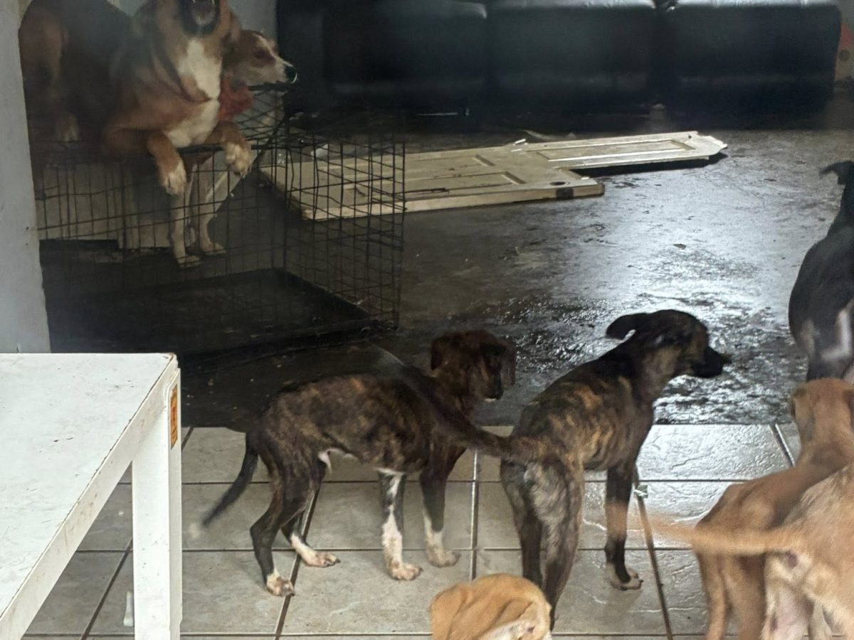 A complaint about a house in Butts County ended with 17 dogs being pulled from filthy conditions and one arrest, according to Butts County Animal Control. Now the county is asking neighbors to step in with fosters, food and time.