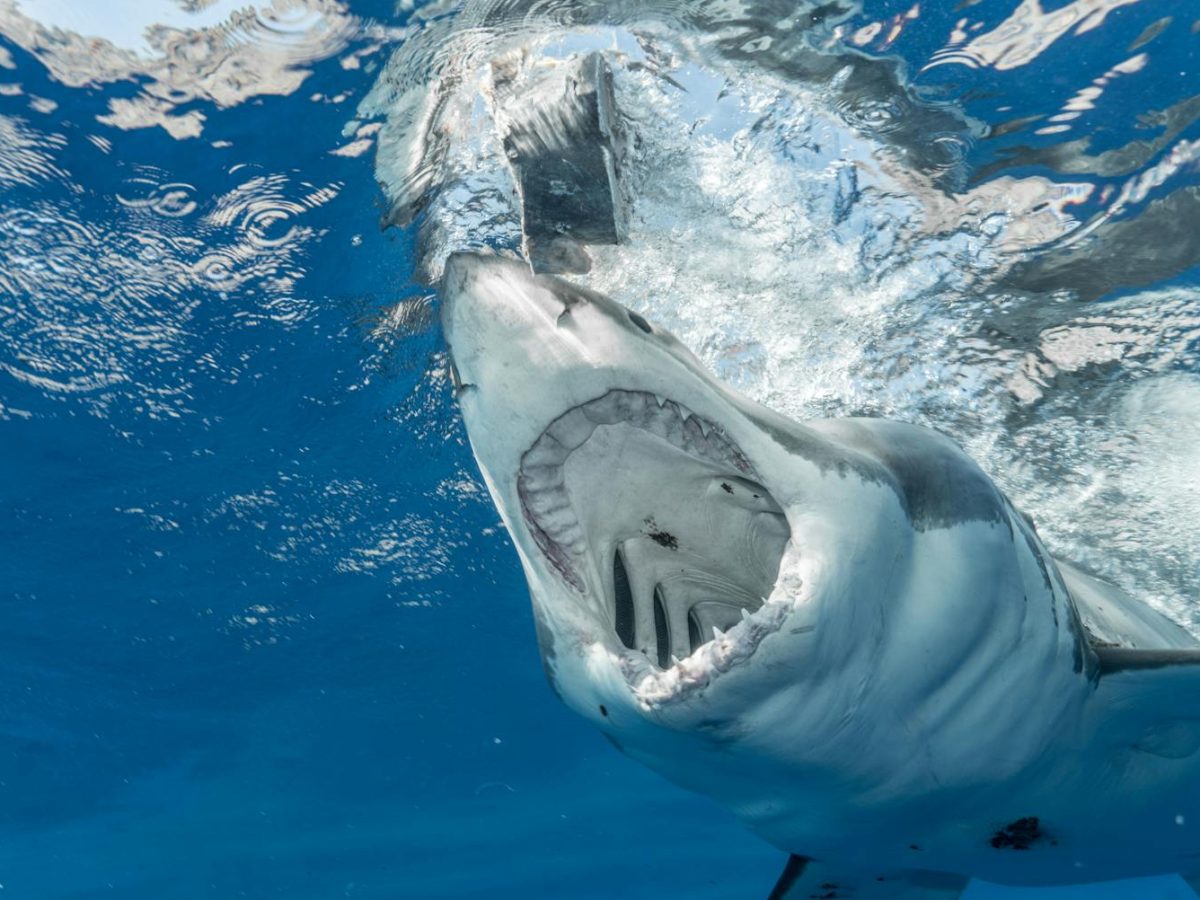 Dangerous shark with sharp teeth hunting in clean transparent water of vast blue ocean