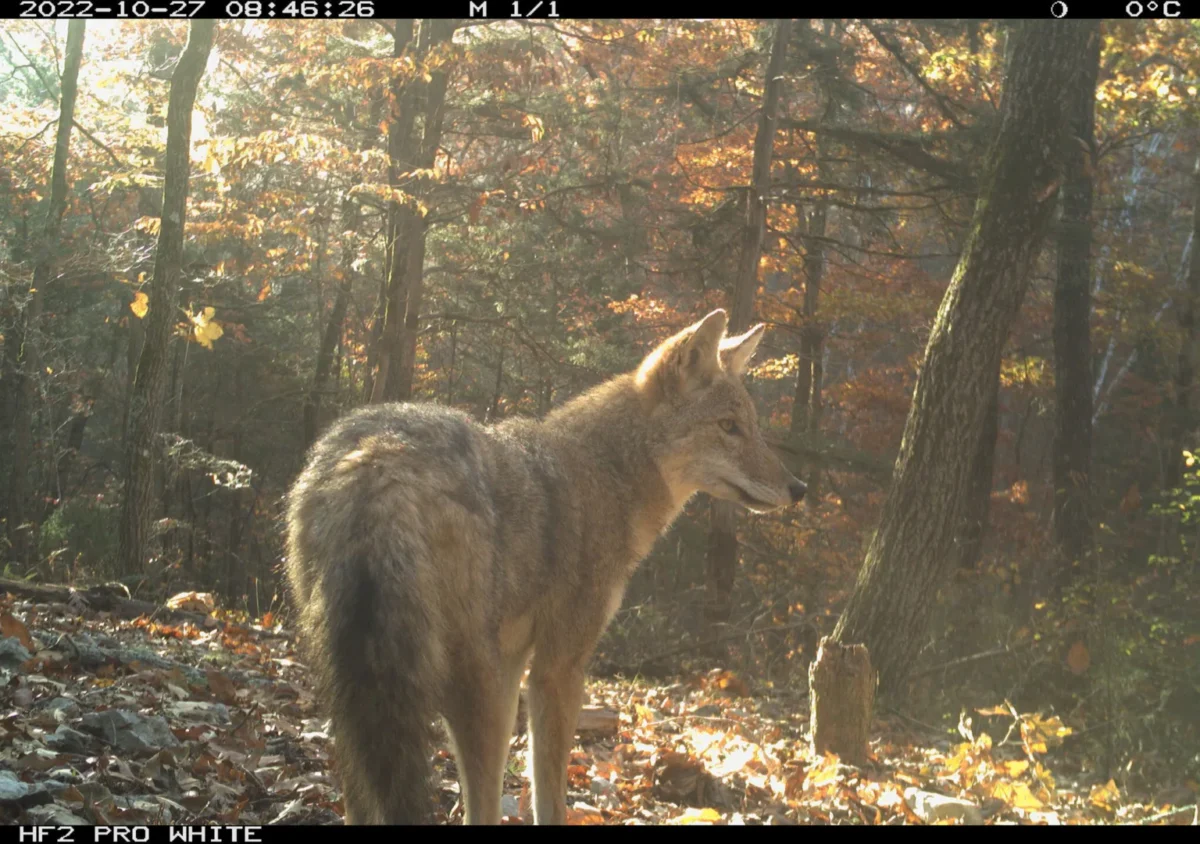 Coyote Populations Surge in Georgia