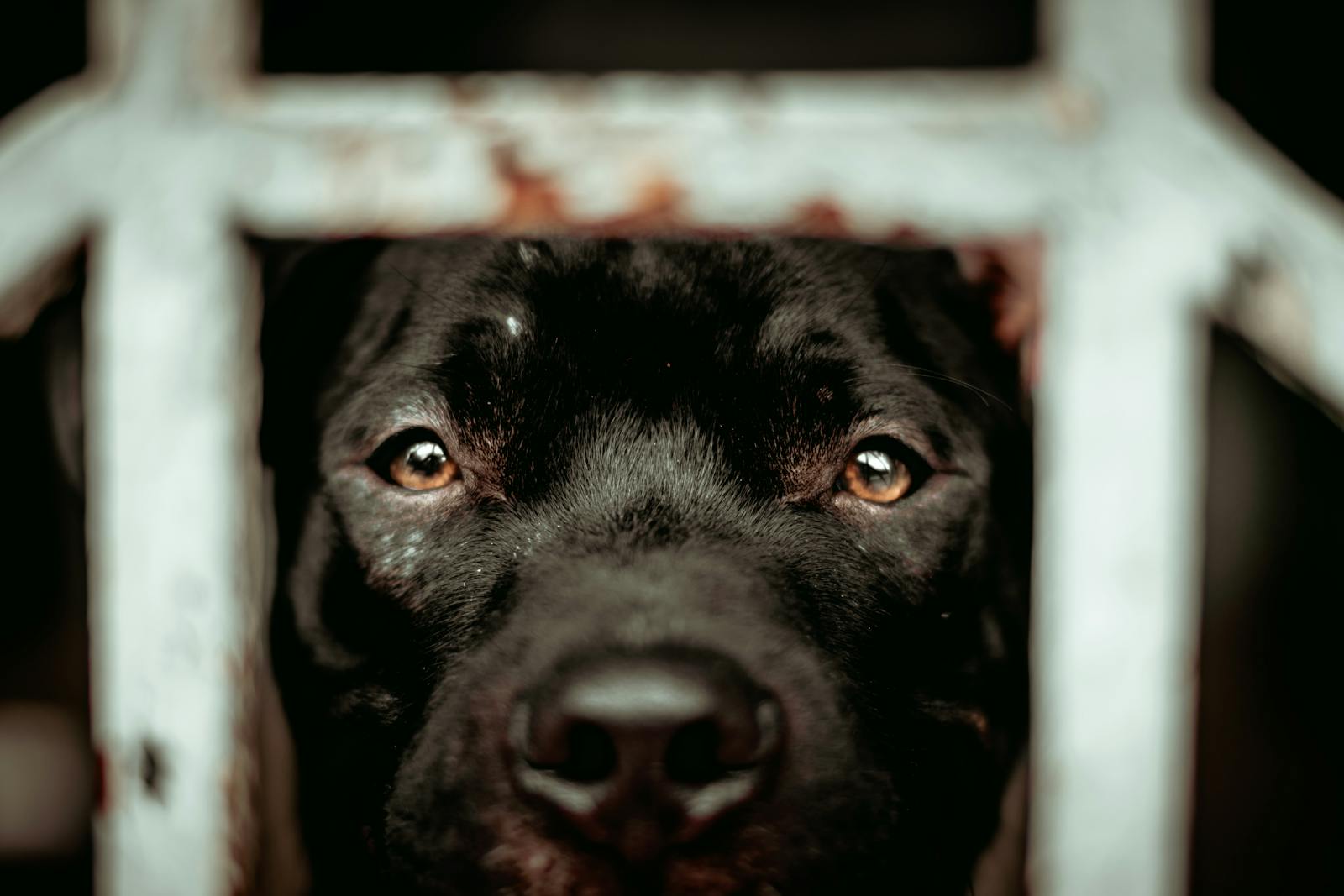 A close-up of a black dog's face peering through metal bars, capturing its expressive eyes.