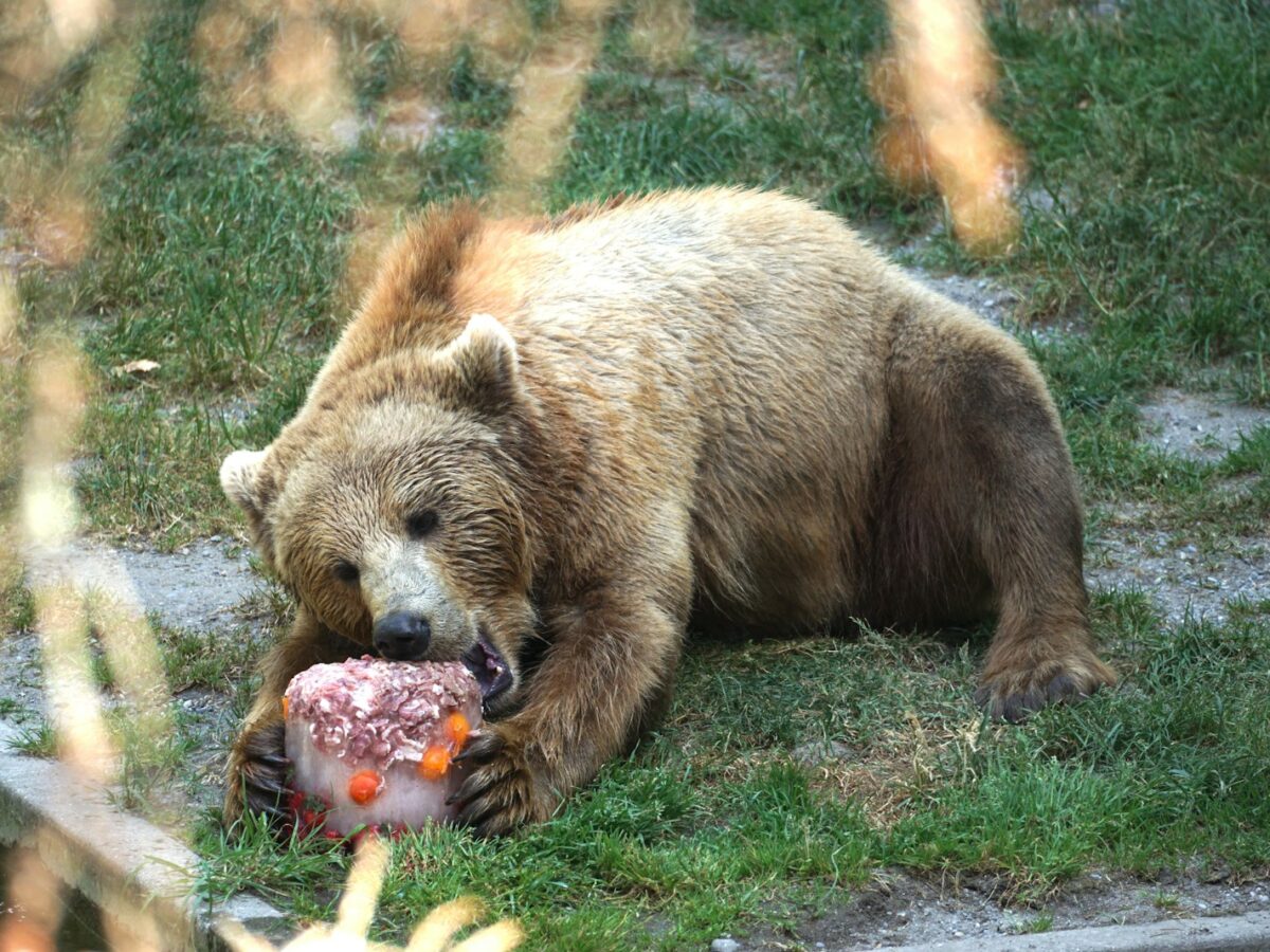 a large brown bear laying on top of a lush green field