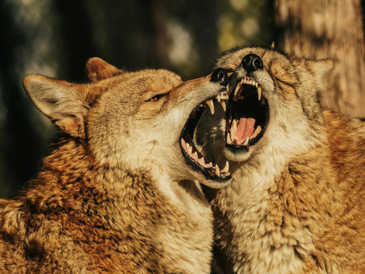 Close-up of two coyotes with open mouths engaged in a playful but fierce interaction outdoors.