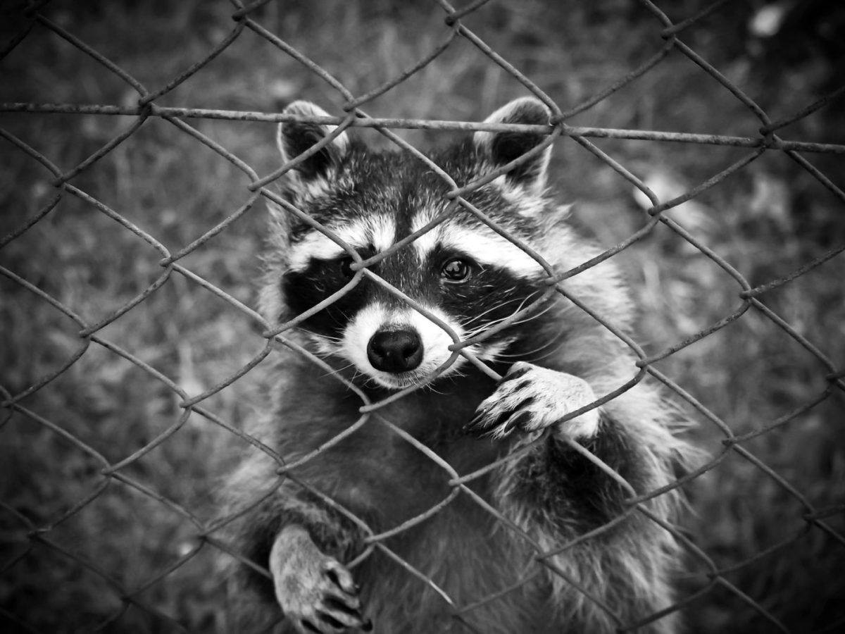 A curious raccoon peers through a wire fence in this striking black and white photograph.