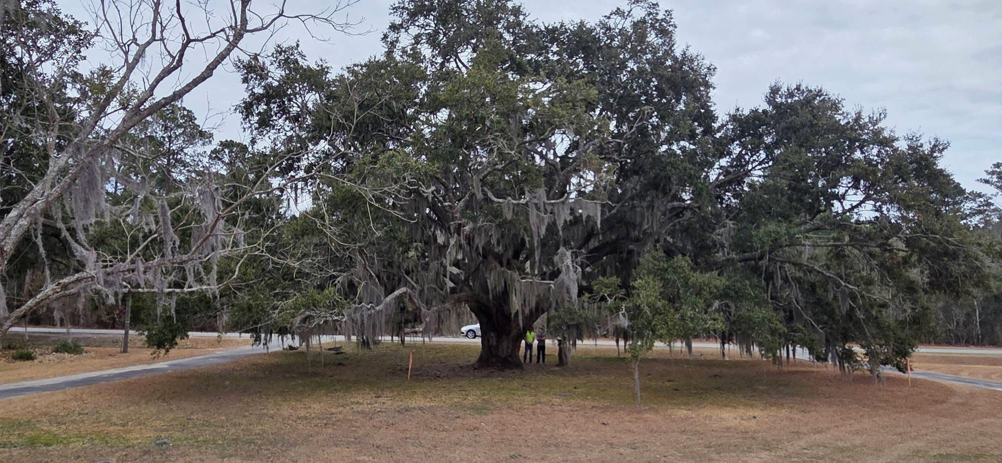 Georgia Power wants to cut down a 300-year-old Savannah oak tree. The county arborist said ‘no’