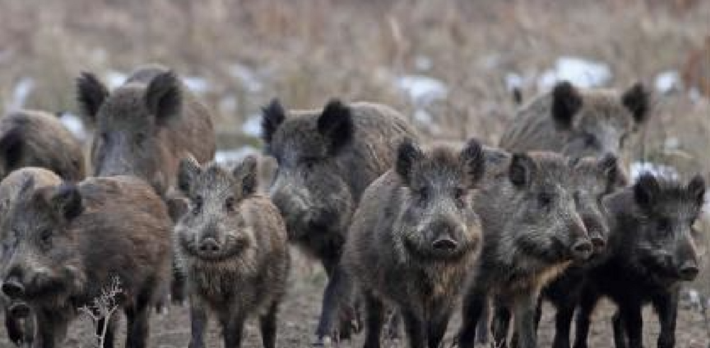 Georgia lawmakers want to eradicate feral hogs