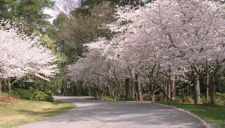 A winding paved road lined with cherry blossom trees in full bloom, displaying light pink flowers. The trees create a canopy over the road, with green grass and other greenery on either side. Tall pine trees and other foliage are visible in the background.