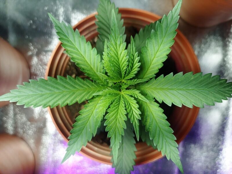 weed, hemp, thc