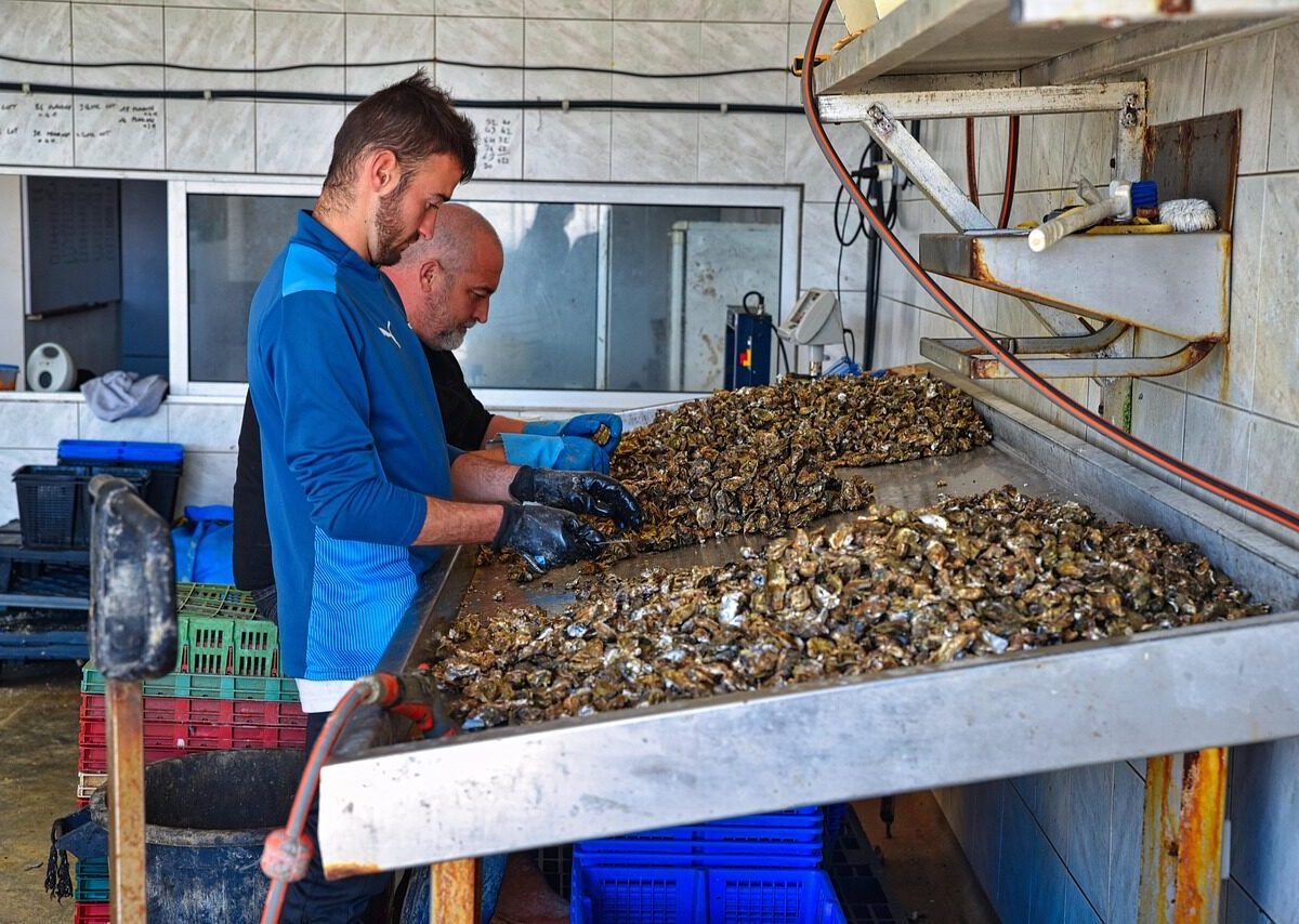 Two men wearing gloves are sorting or cleaning a large pile of oysters on a metal table in a tiled room. Various crates and cleaning tools are visible around the workspace.