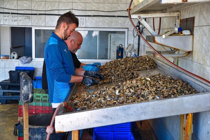 Two men wearing gloves are sorting or cleaning a large pile of oysters on a metal table in a tiled room. Various crates and cleaning tools are visible around the workspace.