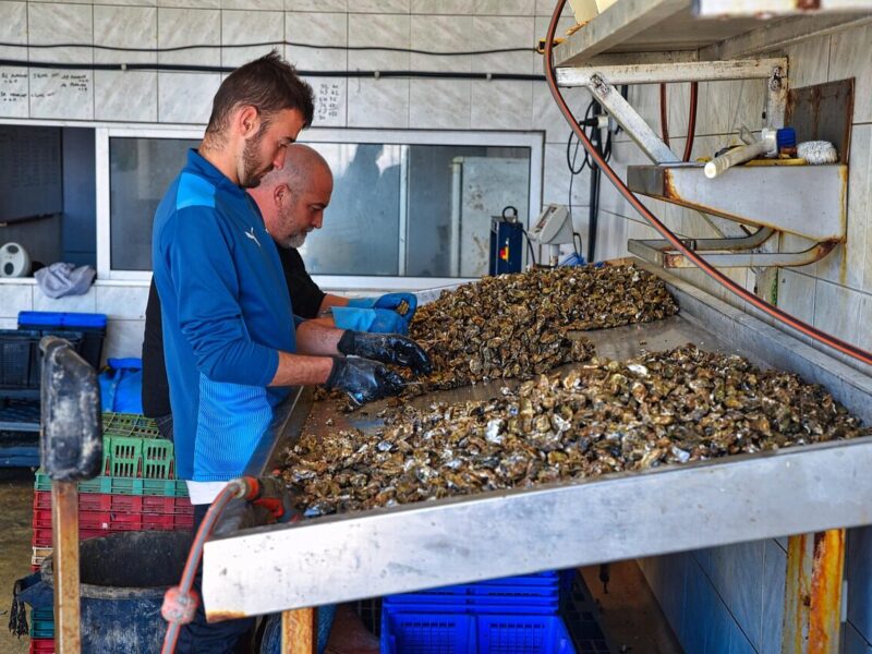 Two men wearing gloves are sorting or cleaning a large pile of oysters on a metal table in a tiled room. Various crates and cleaning tools are visible around the workspace.