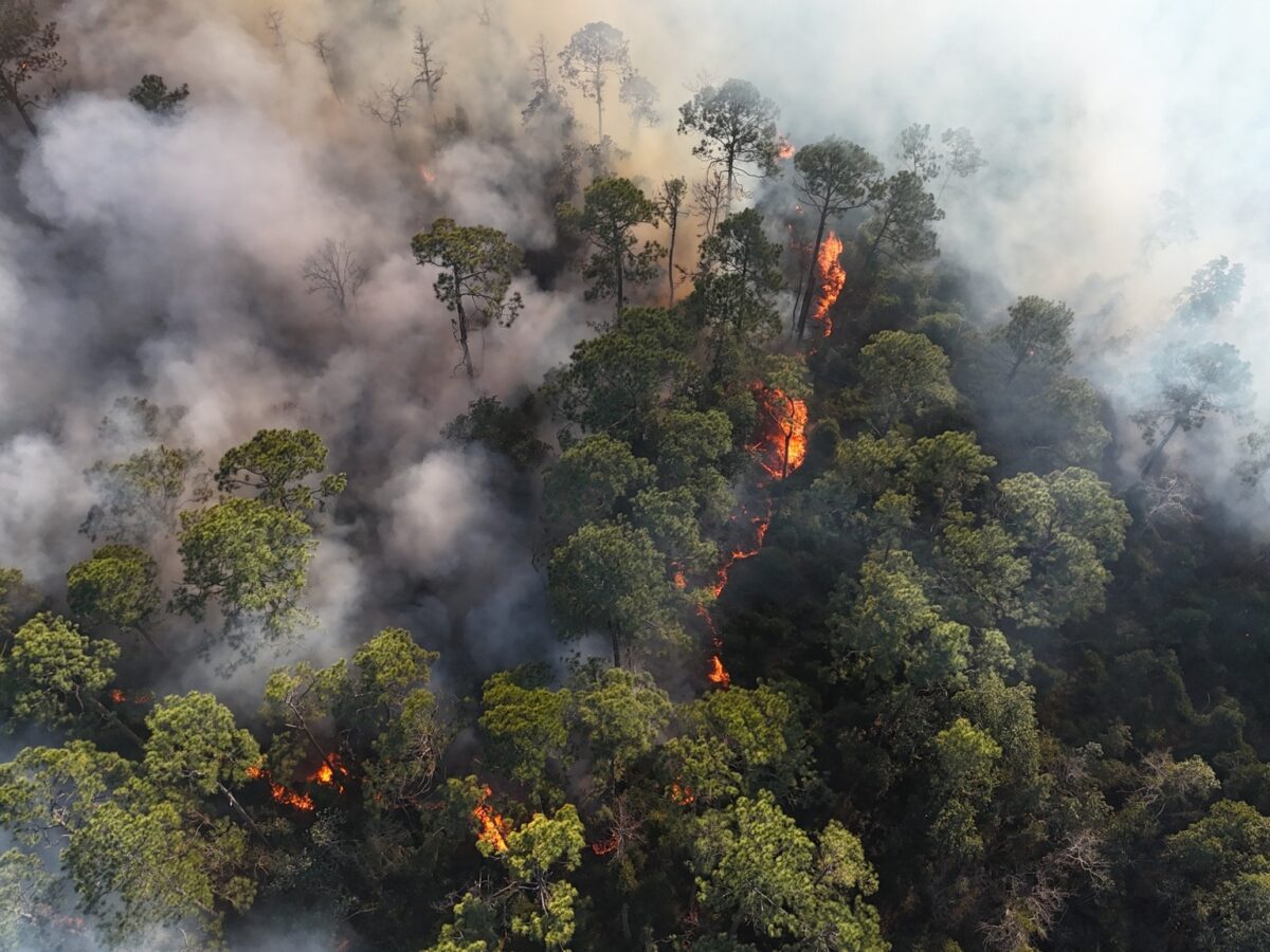 A forest fire with flames burning through dense green trees, producing thick smoke that spreads across the area. The fire is visible in several spots among the trees, with smoke rising and partially obscuring the view.