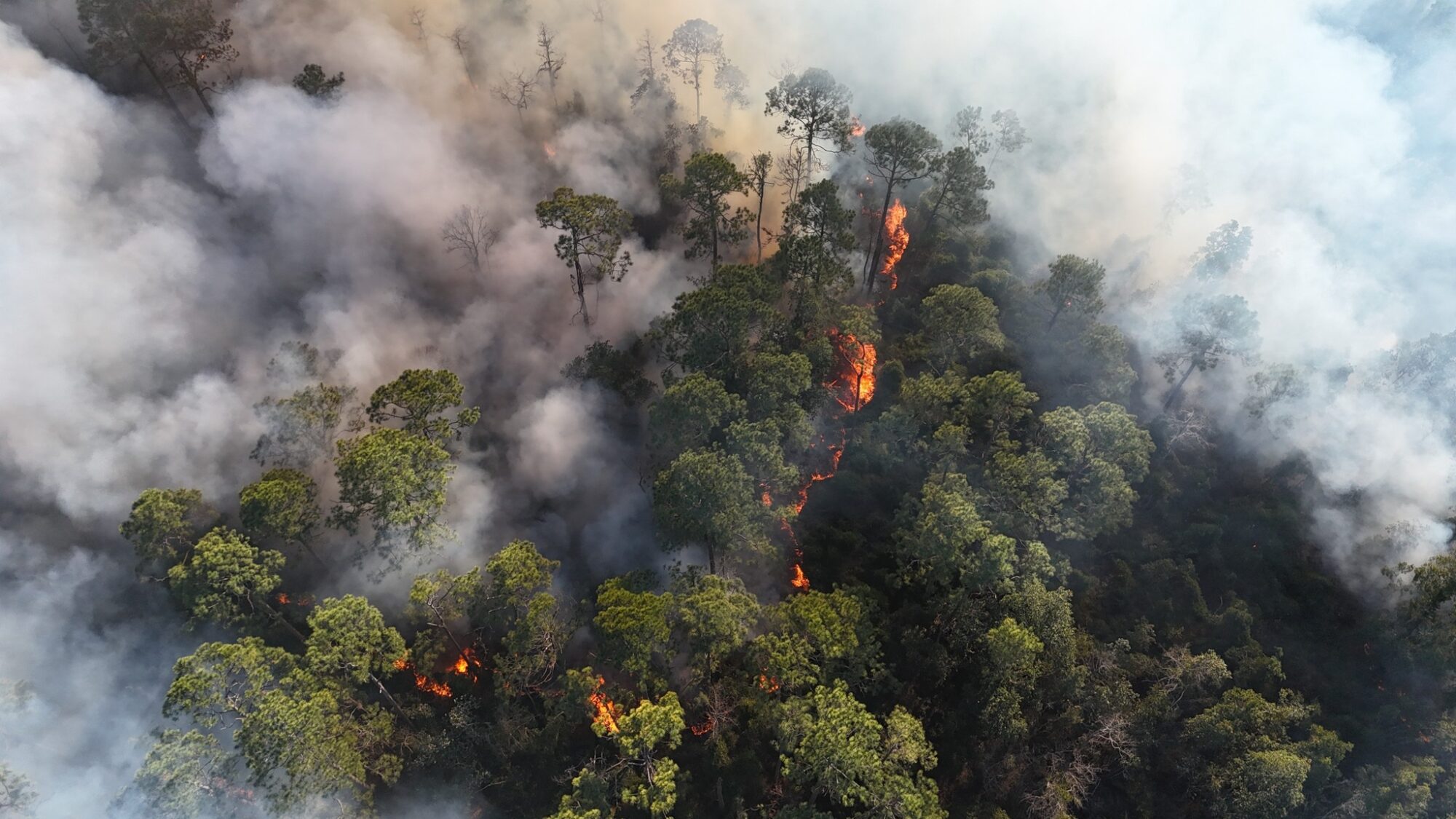 A forest fire with flames burning through dense green trees, producing thick smoke that spreads across the area. The fire is visible in several spots among the trees, with smoke rising and partially obscuring the view.
