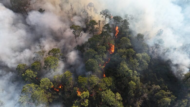 A forest fire with flames burning through dense green trees, producing thick smoke that spreads across the area. The fire is visible in several spots among the trees, with smoke rising and partially obscuring the view.