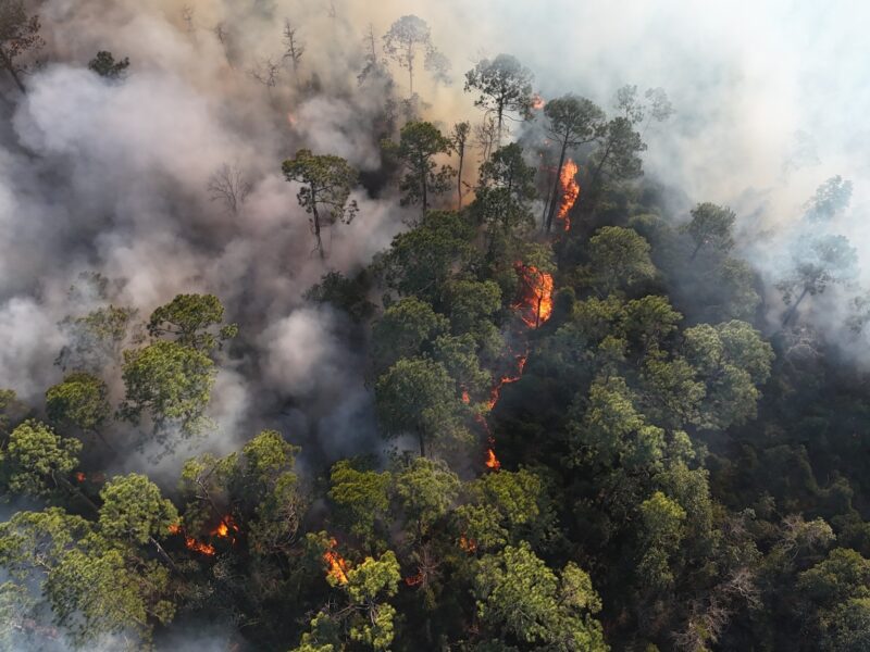 A forest fire with flames burning through dense green trees, producing thick smoke that spreads across the area. The fire is visible in several spots among the trees, with smoke rising and partially obscuring the view.