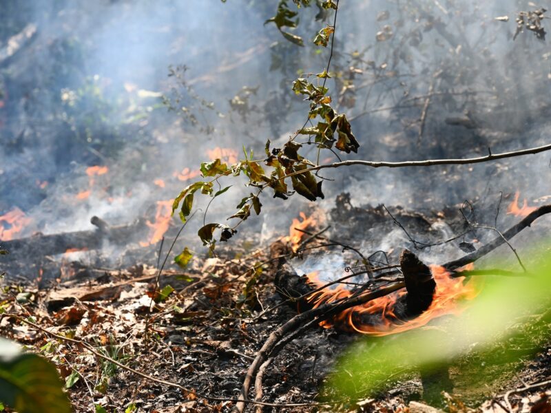 Dry leaves and branches burning on the ground with visible flames and smoke rising, surrounded by some green and withered foliage.