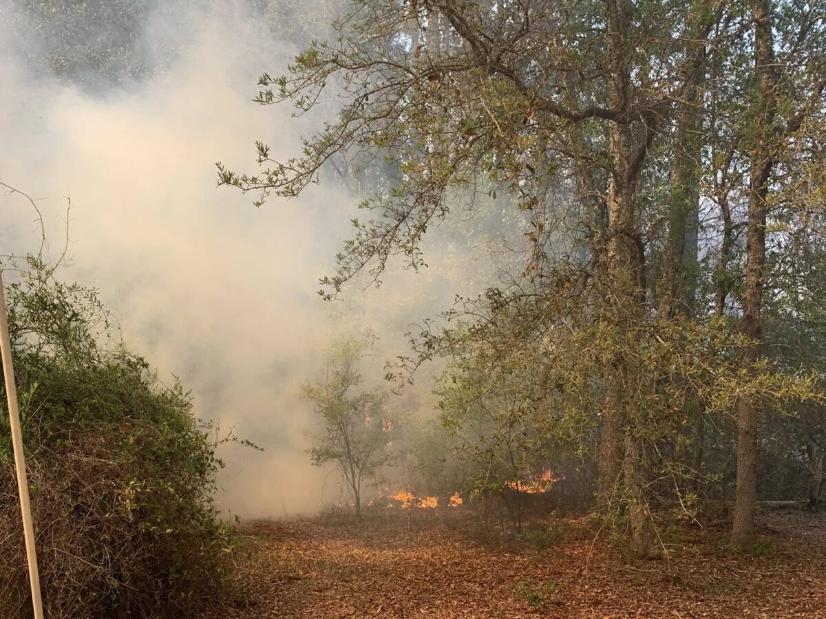 A forested area with dry leaves covering the ground and some small flames burning near the base of the trees. Thick smoke is rising and partially obscuring the background. Trees with sparse green leaves surround the scene.