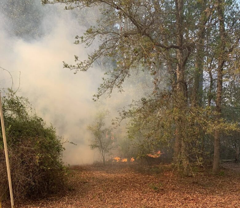 A forested area with dry leaves covering the ground and some small flames burning near the base of the trees. Thick smoke is rising and partially obscuring the background. Trees with sparse green leaves surround the scene.